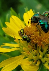Agapostemon texanus