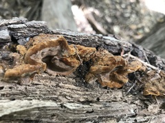 Hymenochaete rubiginosa