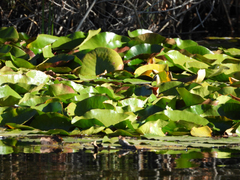 Nymphaea odorata