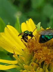 Agapostemon texanus