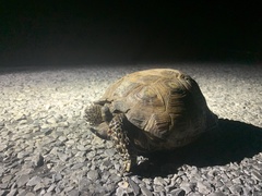 Gopherus berlandieri