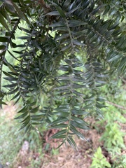 Araucaria