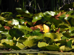 Nymphaea odorata