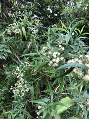Baccharis punctulata
