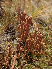 Phlegmariurus crassus