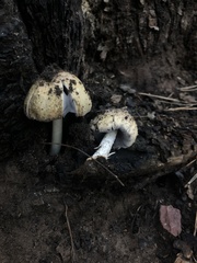 Coprinellus bipellis