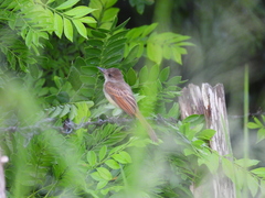 Myiarchus