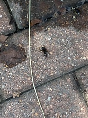 Dolichovespula maculata