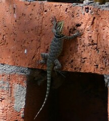 Sceloporus cyanogenys