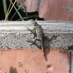 Sceloporus cyanogenys