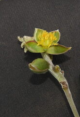 Hibbertia lucens
