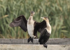 Phalacrocorax carbo lucidus