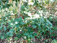 Coccifera