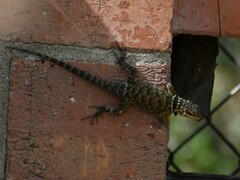 Sceloporus cyanogenys