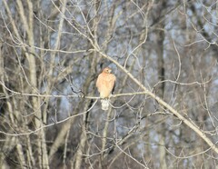 Buteo lineatus lineatus
