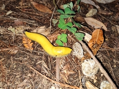 Ariolimax dolichophallus