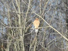 Buteo lineatus lineatus