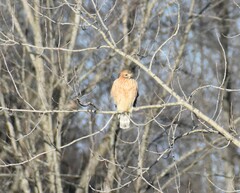 Buteo lineatus lineatus