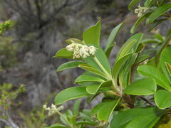 Hibbertia vieillardii