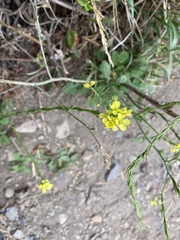 Brassiceae