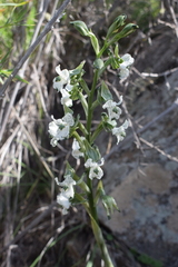 Chloraea galeata