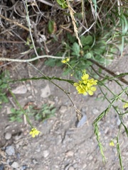 Brassiceae