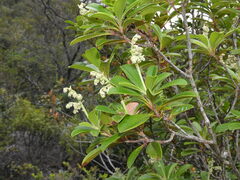 Hibbertia vieillardii