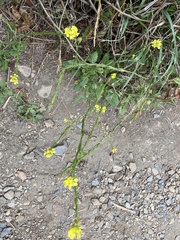 Brassiceae