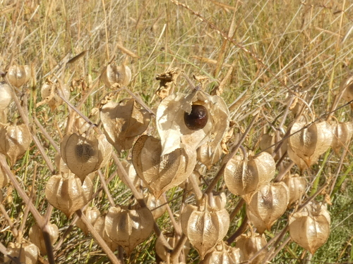 Image of Physalis neomexicana by (c) bmasinton, some rights reserved (CC BY-SA)