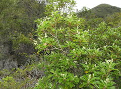 Hibbertia vieillardii