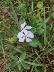 Catharanthus roseus