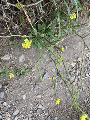 Brassiceae