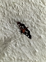 Phostria