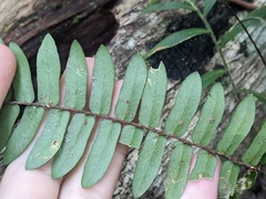 Pellaea falcata
