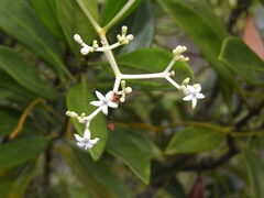 Psychotria rupicola