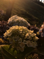 Hydrangeaceae