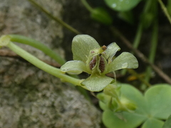 Oxalis megalorrhiza