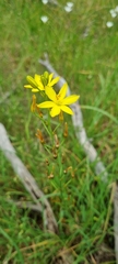 Bulbine bulbosa
