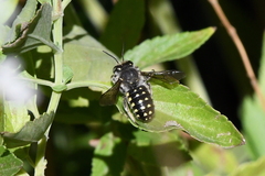Anthidium maculosum