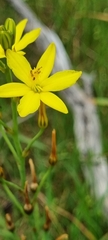 Bulbine bulbosa