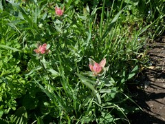 Castilleja rhexiifolia