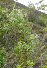 Psychotria rupicola