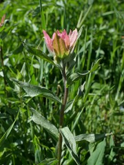 Castilleja rhexiifolia