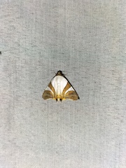 Eulepidotis rectimargo