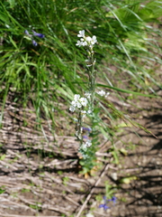 Boechera stricta