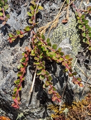 Vaccinium floribundum
