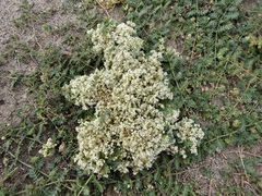 Cuscuta californica