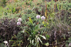 Pterocephalus hookeri