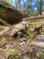 Mycena leptocephala