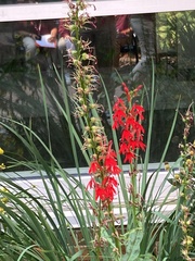 Lobelia cardinalis